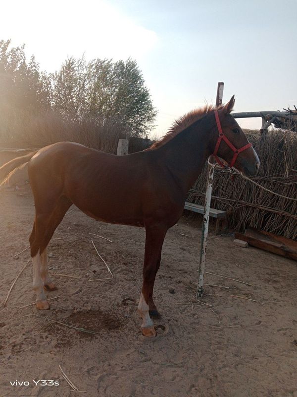 Toy sotiladi Yaxshi oyoq qol soglom Toy sotiladi Yaxshi oyoq qol soglom