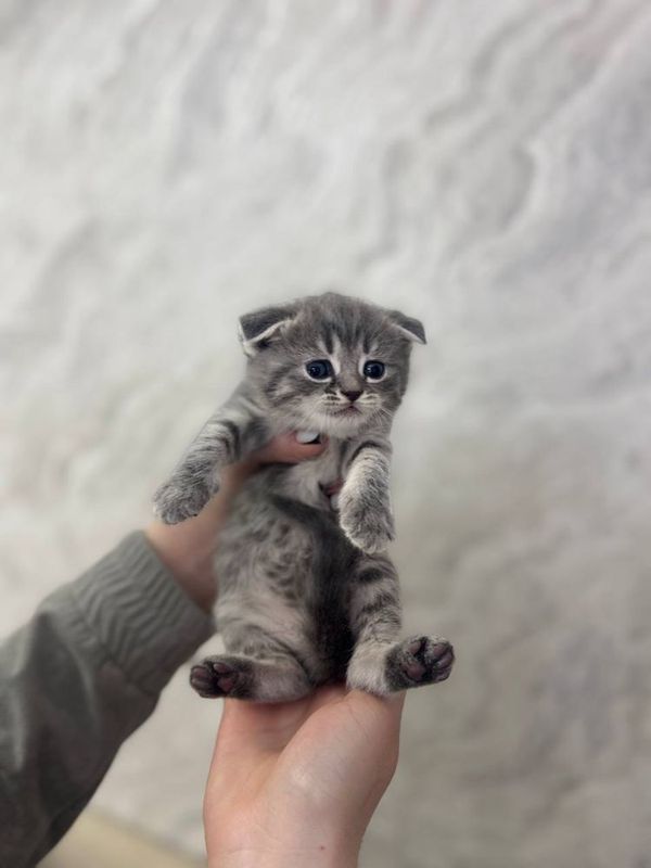 котята скотиш фолд котята скотиш фолд