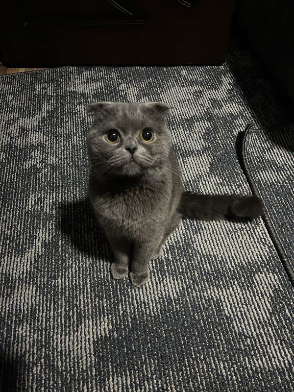 Scottish fold ogil bola Scottish fold ogil bola