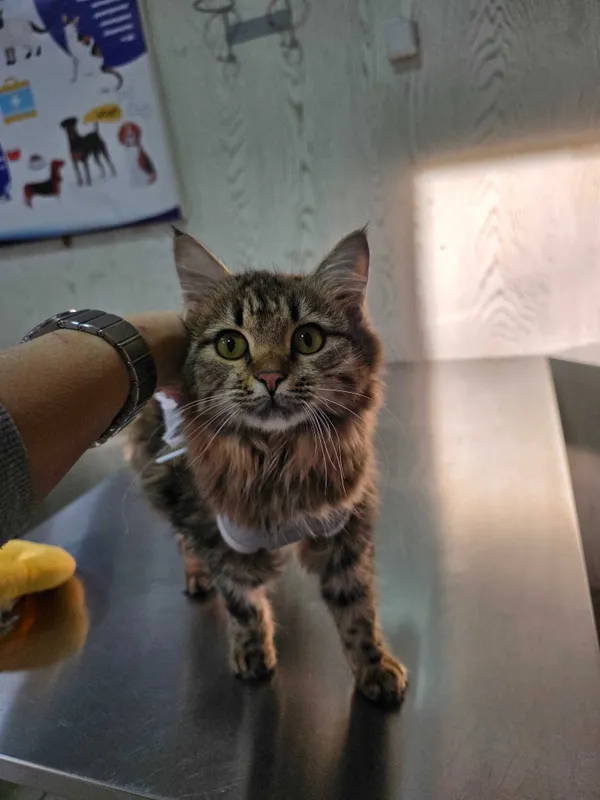 Срочно ищу дом для молодой кошечки. Срочно ищу дом для молодой кошечки.