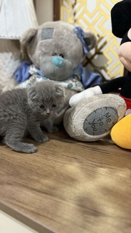 Скотиш фолд (тоза парода) Скотиш фолд (тоза парода)