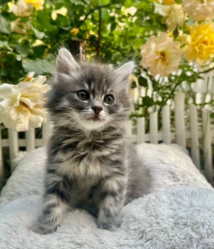 Отдаются в хорошие руки котята Отдаются в хорошие руки котята