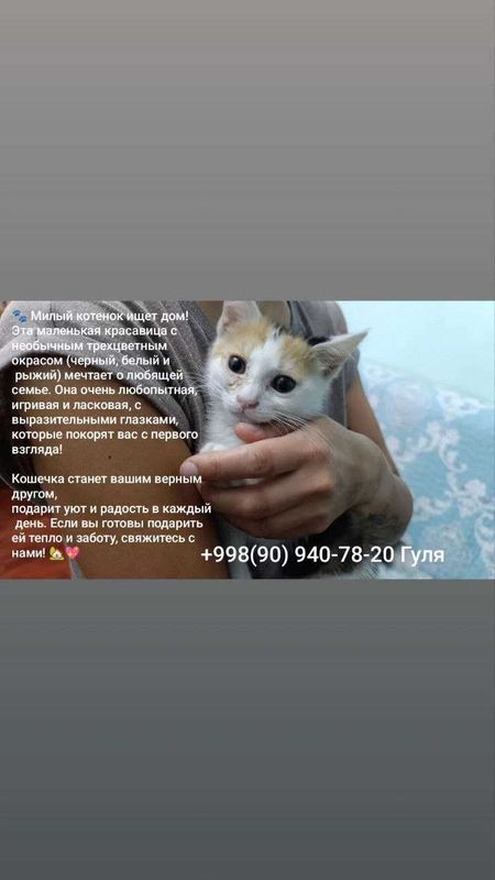 Котенок в добрые руки Котенок в добрые руки