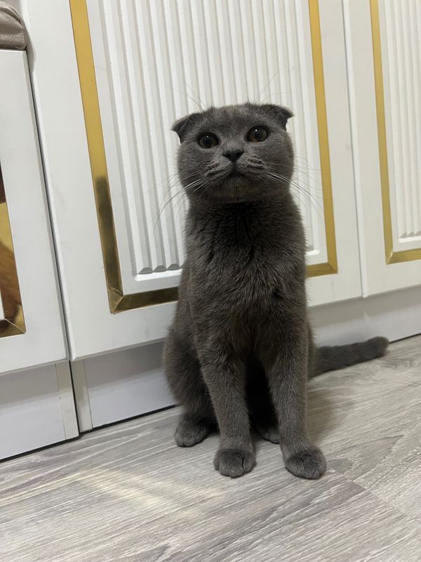 Scottish Fold Sotiladi erkak Scottish Fold Sotiladi erkak