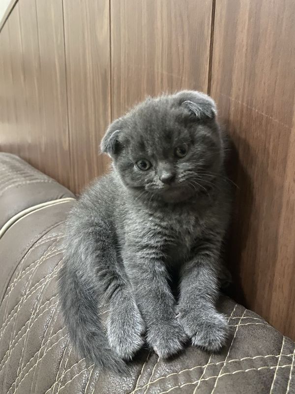 Scottish fold 3oylik Scottish fold 3oylik