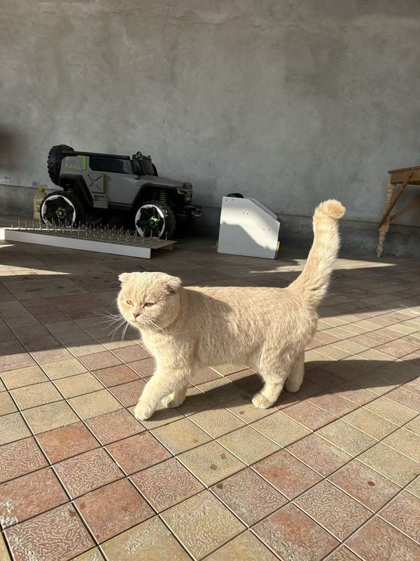 vyazkaga scottish fold