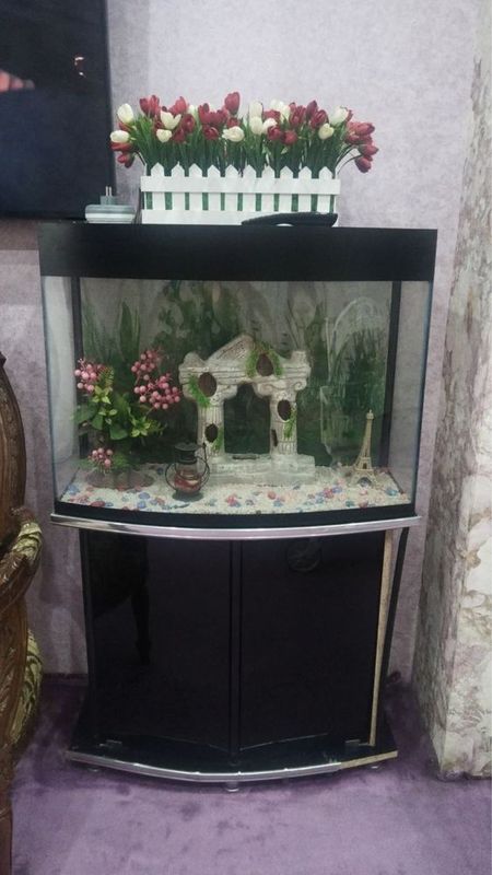 akvarium ideal holatda zor turbti akvarium ideal holatda zor turbti