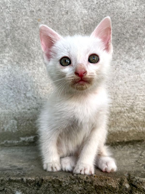 котенок котенок