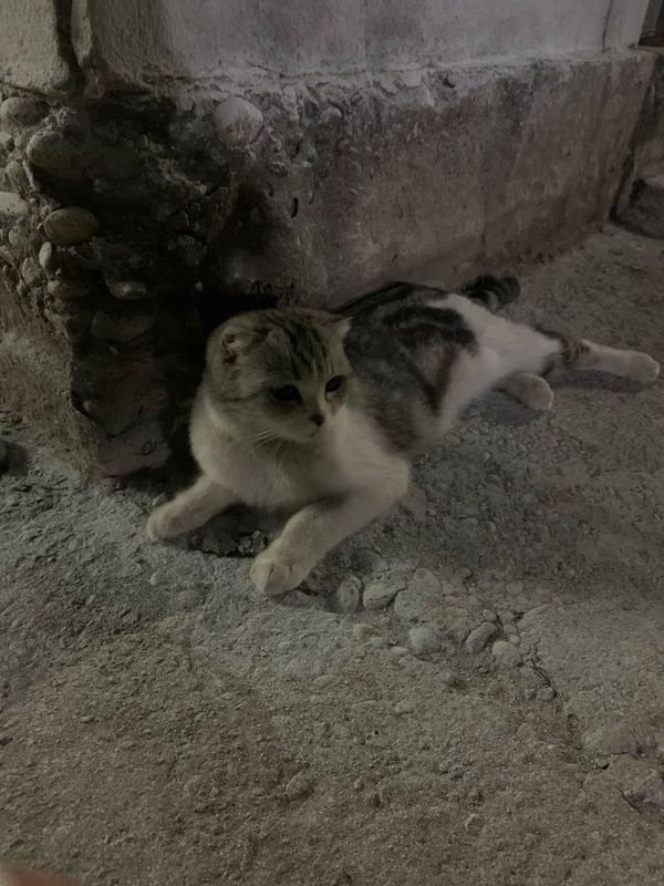 Скотиш фолд кошка 1 год Скотиш фолд кошка 1 год