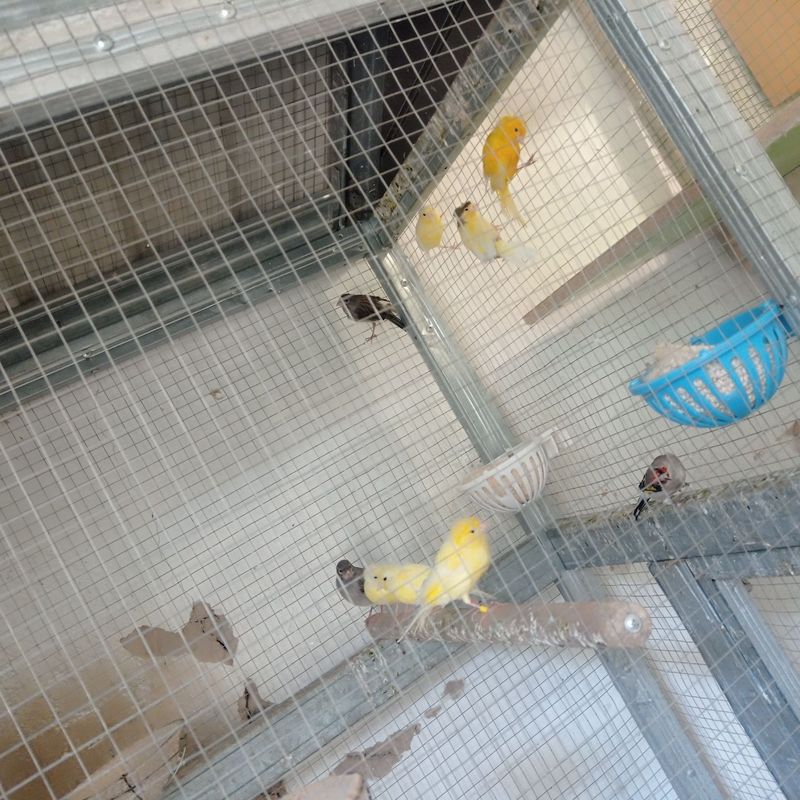 Kanareka tiraynik optim Kanareka tiraynik optim