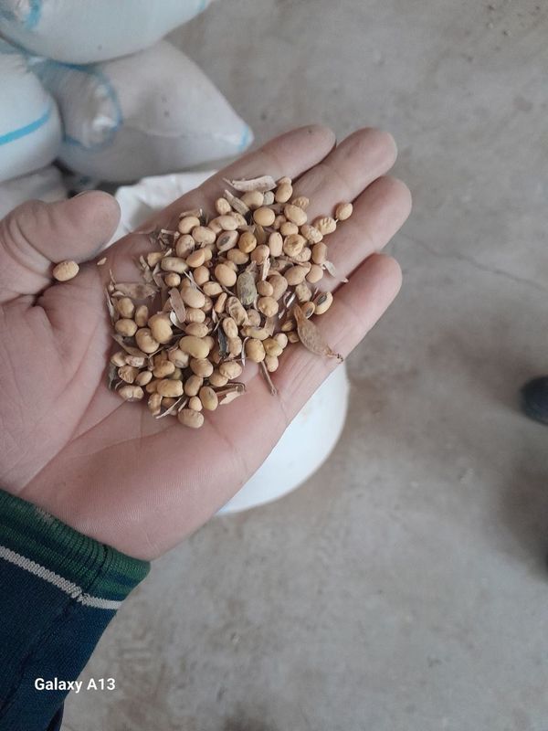 Soya xosildor urugi Soya xosildor urugi