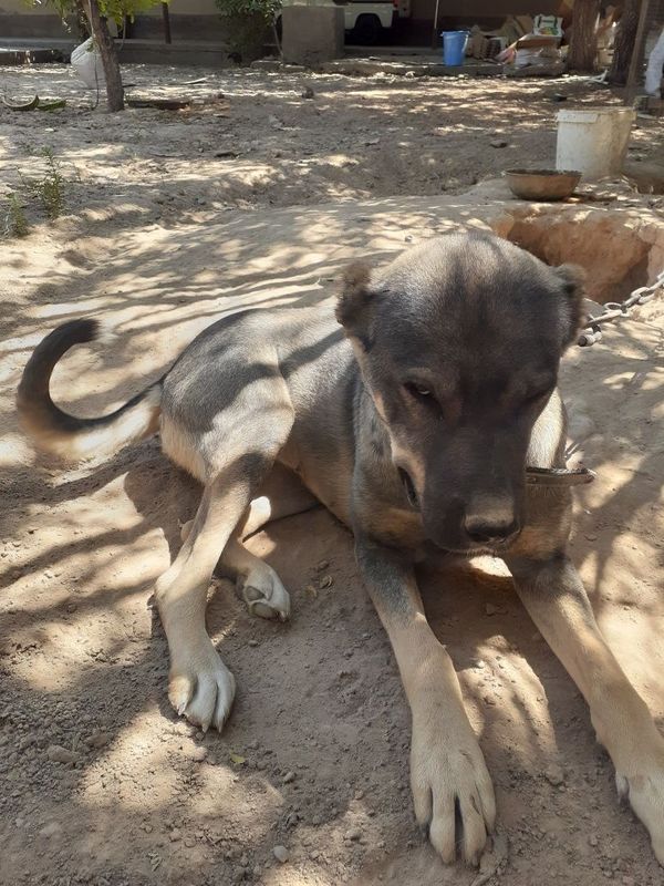 Kangal zotli kuchuk,urgochi,deyarli 1 yosh Kangal zotli kuchuk,urgochi,deyarli 1 yosh