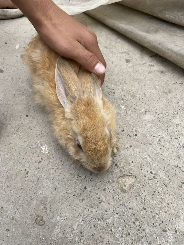 Quyon bolalari jami 5 ta chiroyli Quyon bolalari jami 5 ta chiroyli