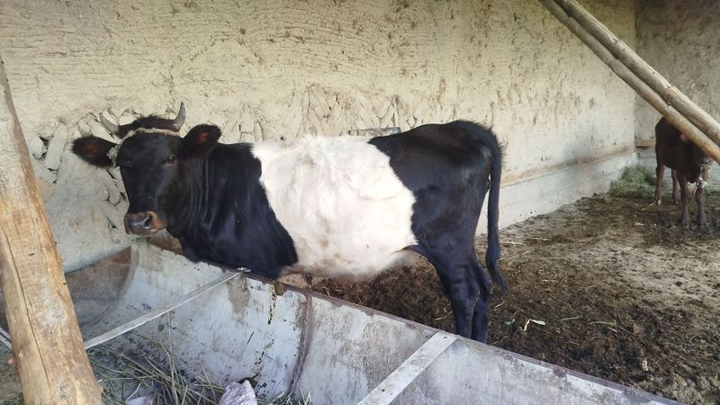 Gunojinlar sotiladi soglom uyni moli