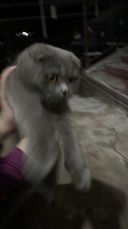 Очень умный кошка Очень умный кошка