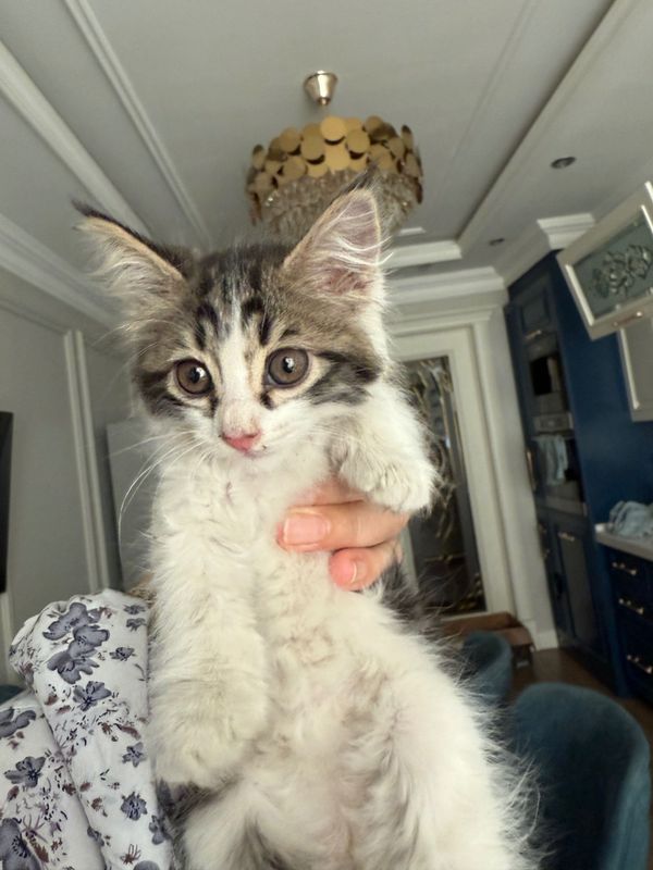 Котята ,Отдам в хорошие и добрые руки