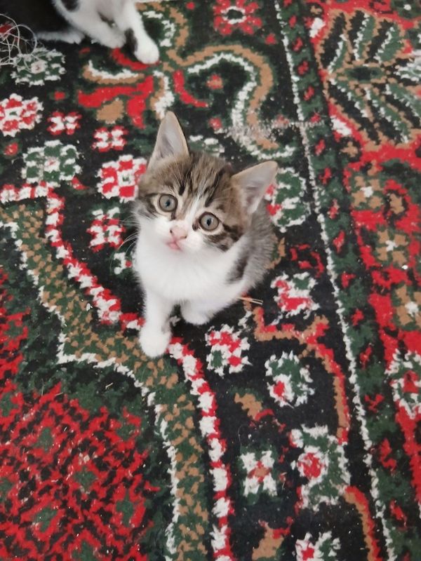 Mushuk berib yuboriladi Mushuk berib yuboriladi