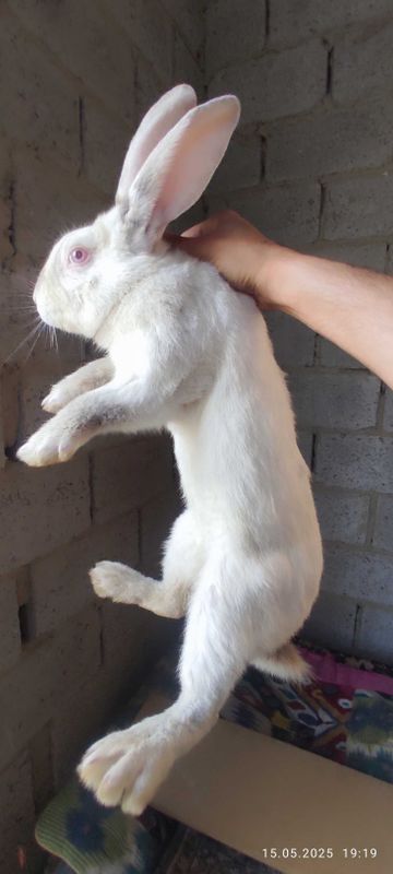 Продаётся Кролик БЕЛЫЙ ВЕЛИКАН. Продаётся Кролик БЕЛЫЙ ВЕЛИКАН.