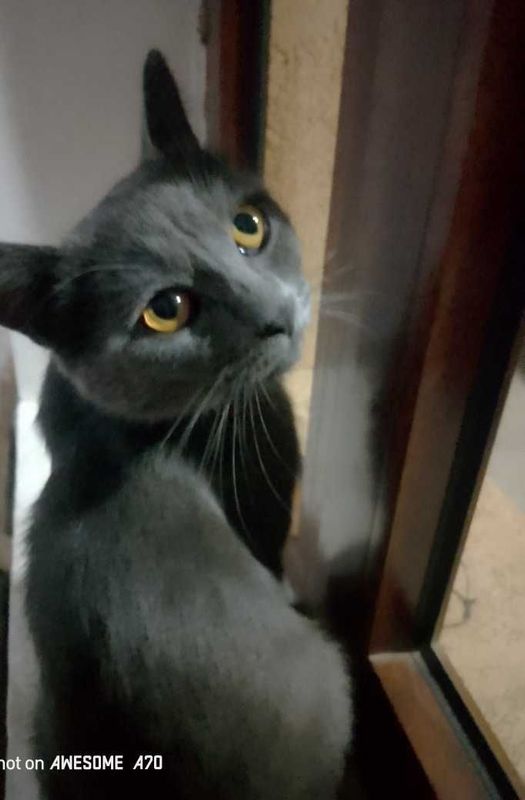 "British shorthair" britaniya kalta yungli xonaki urgʻochi mushuk