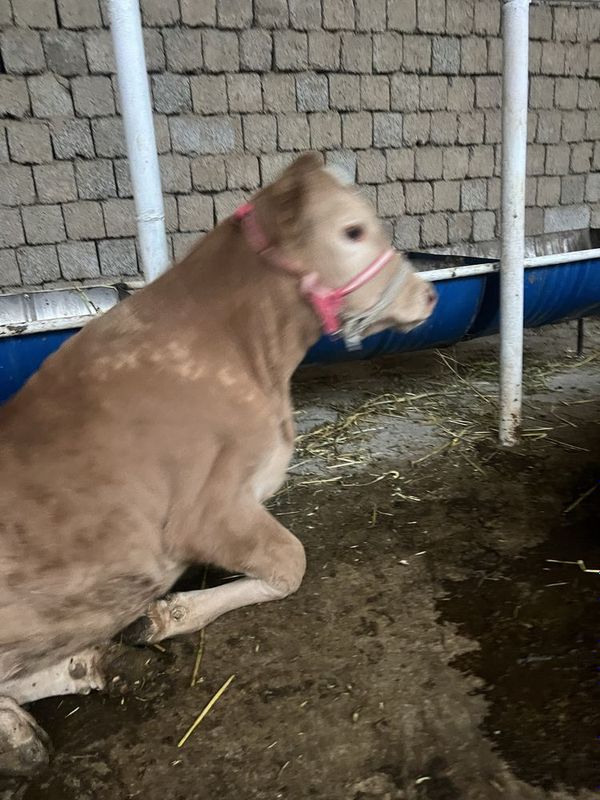 Gibrit buqacha sotiladi Gibrit buqacha sotiladi