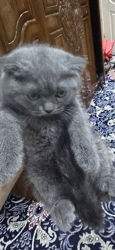 Шотландская вислоухая кошка Шотландская вислоухая кошка