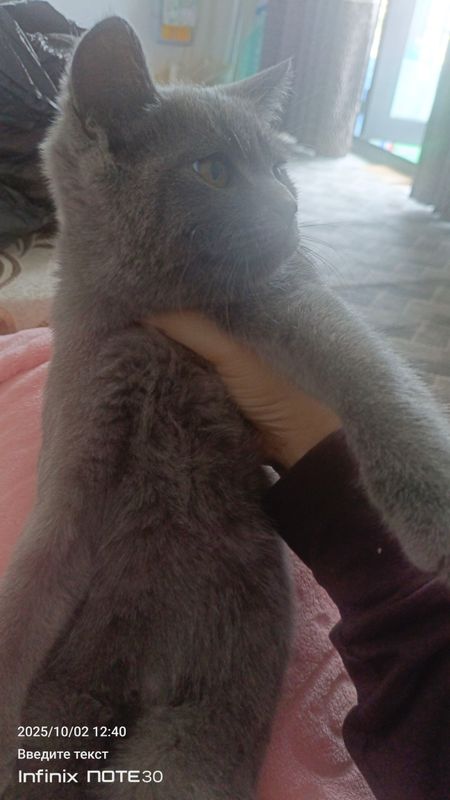 Акилли мушукча