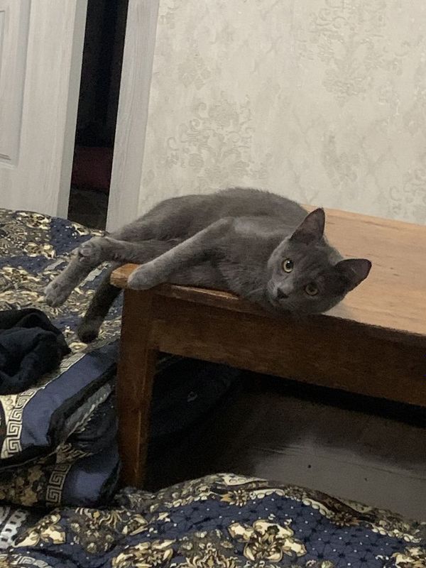 Русская голубая кот Русская голубая кот