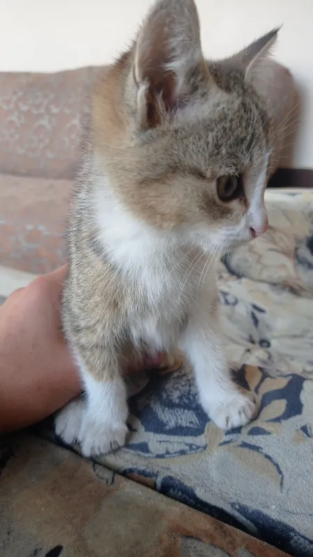 Mushuk syamiski qiz bola