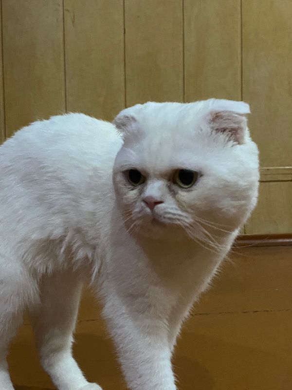 Visnushka mushigi Visnushka mushigi