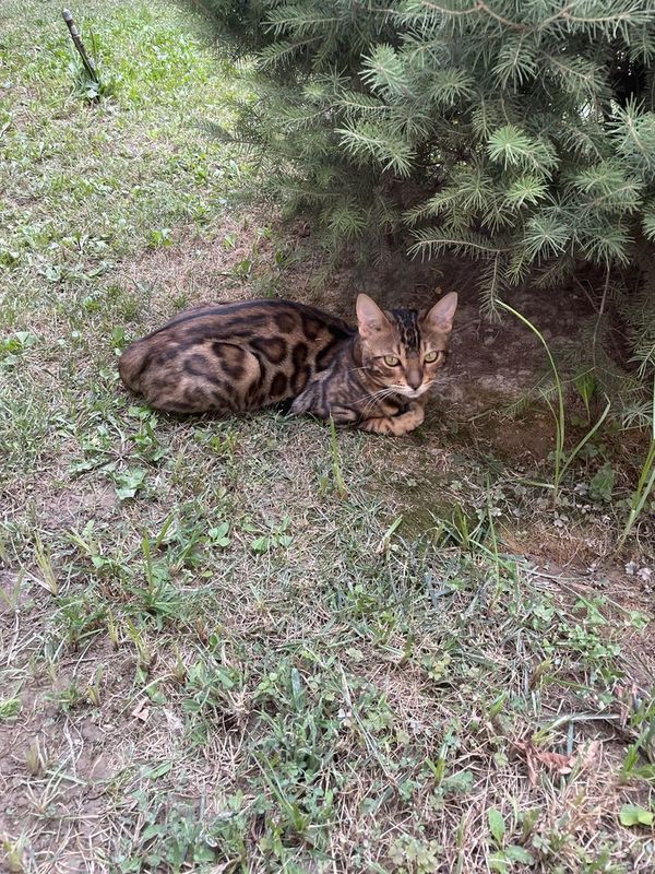 Бенгалский кошка