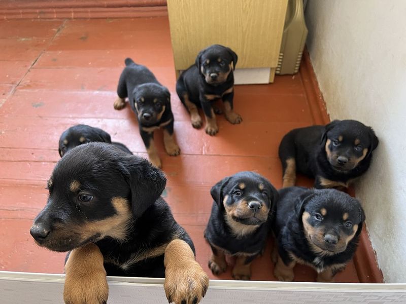Rottweiler kuchuklari sotiladi Rottweiler kuchuklari sotiladi