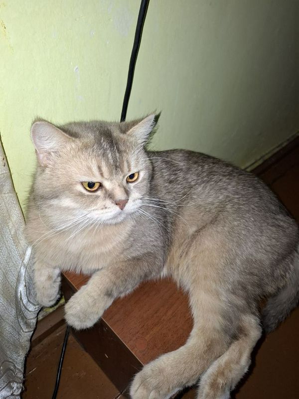 Кот британской породы Кот британской породы