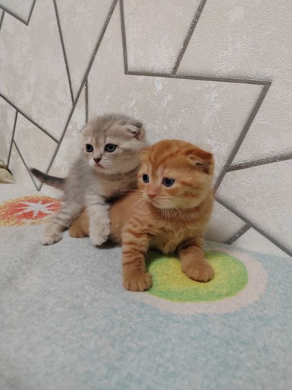 Скоттиш Фолд котята! Скоттиш Фолд котята!