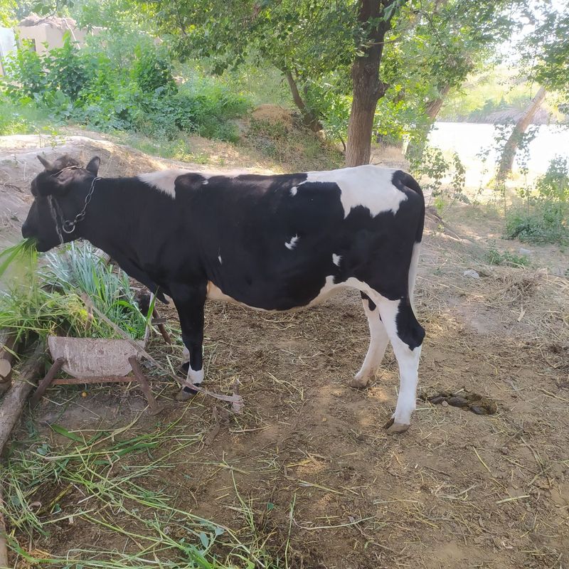 Sigir sotiladi parodali