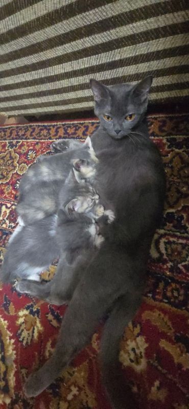 damashniy mushuklar