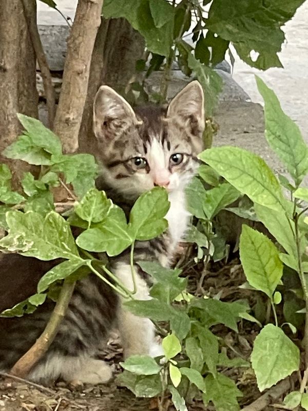 Котята. Отдам в хорошие руки Котята. Отдам в хорошие руки