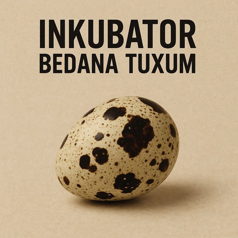 Inkubator Bedana Tuxumlar Inkubator Bedana Tuxumlar