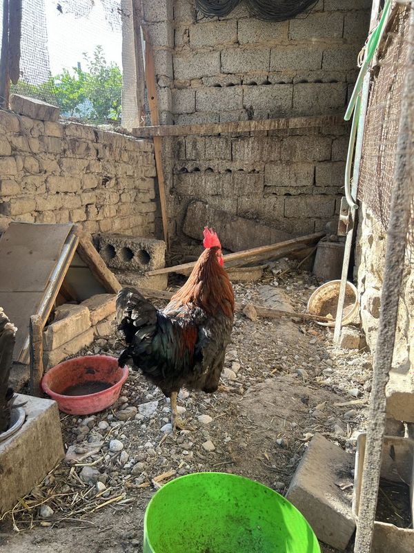 Xo’roz Sotiladi Uyda Boqilgan (Damashniy) Xo’roz Sotiladi Uyda Boqilgan (Damashniy)