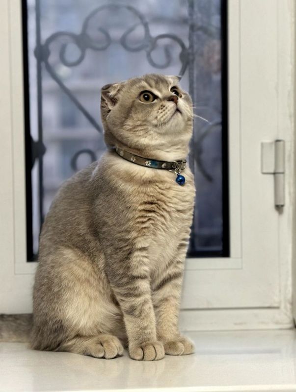 Кот для вязки. Мушук вязка. Кот для вязки. Мушук вязка.