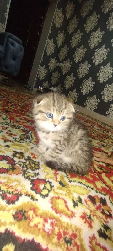 Кошка парода шиншила . Папа шин шила мать шатлансий фолд