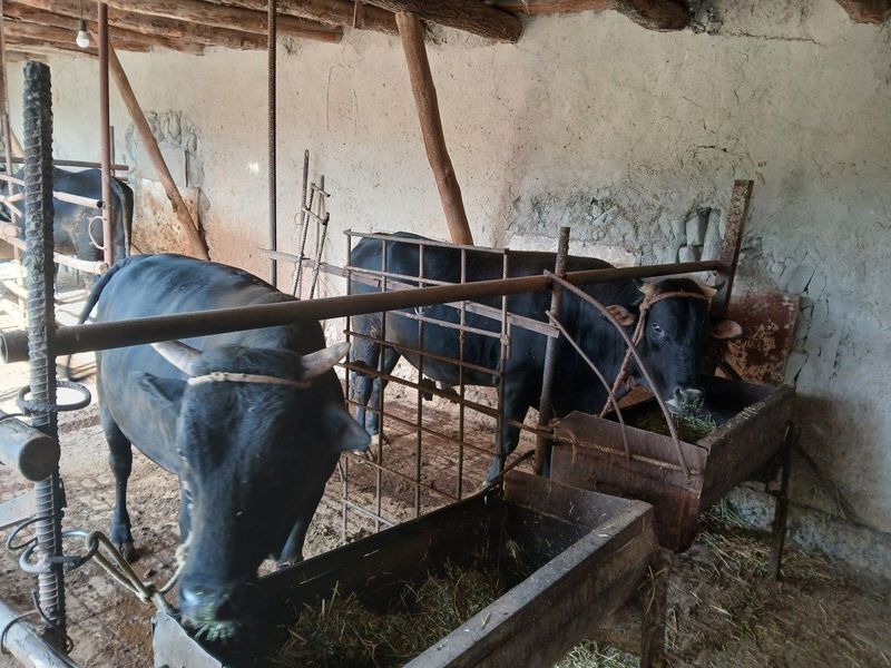 2 ta Mol sotiladi... 2 ta Mol sotiladi...