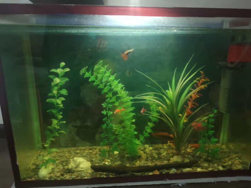 Akvarium sotiladi vozdux bilan baliq 7 ta Akvarium sotiladi vozdux bilan baliq 7 ta