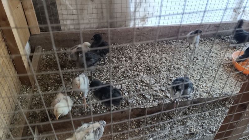 Ассаломалайкум кора гигант жужалари Ассаломалайкум кора гигант жужалари