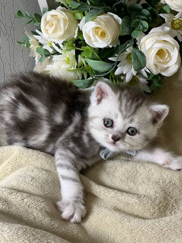 Скотишш страйт цена договорная