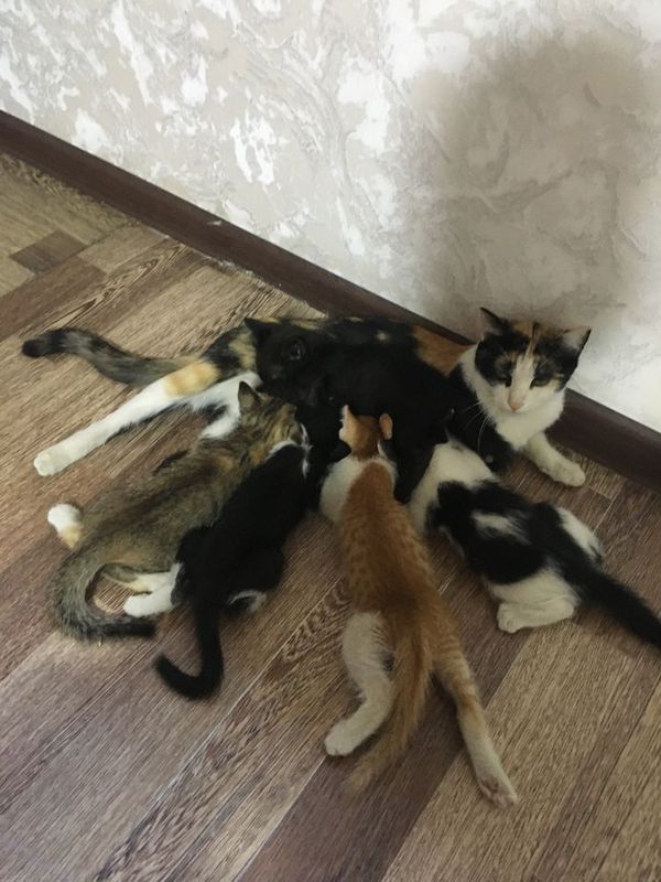 5ta mushukchalar 5ta mushukchalar