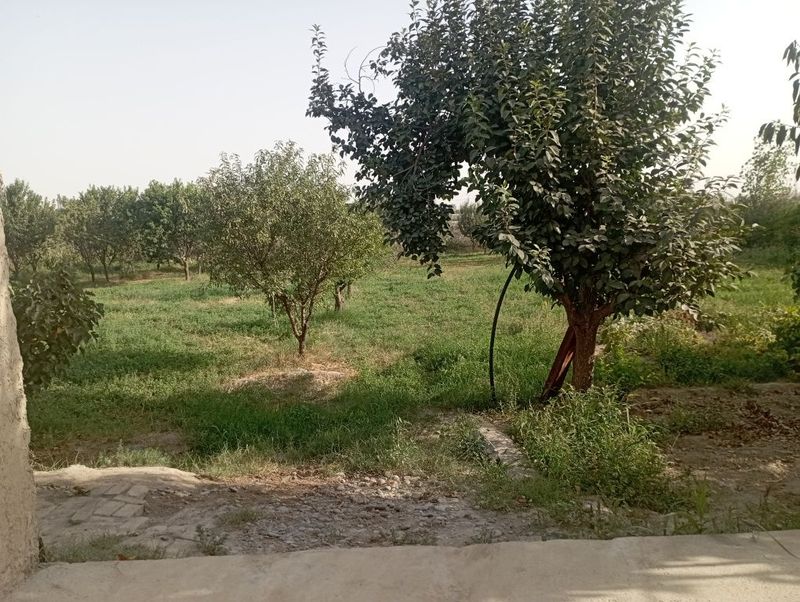 Kamolot mahallasida 6 sotikli yer uchastka sotiladi kelishamiz