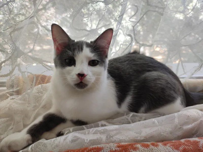 Отдам кошечку в Добрые и надёжные руки.