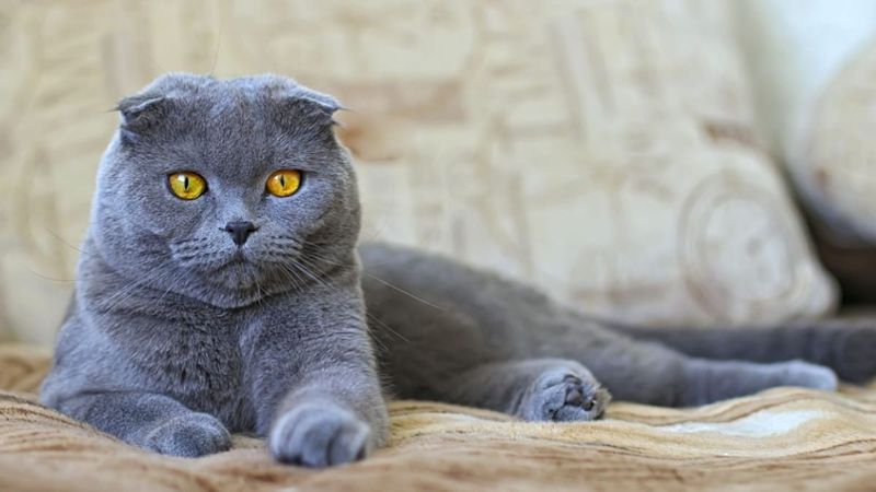 Скотиш фолд сотилади Скотиш фолд сотилади