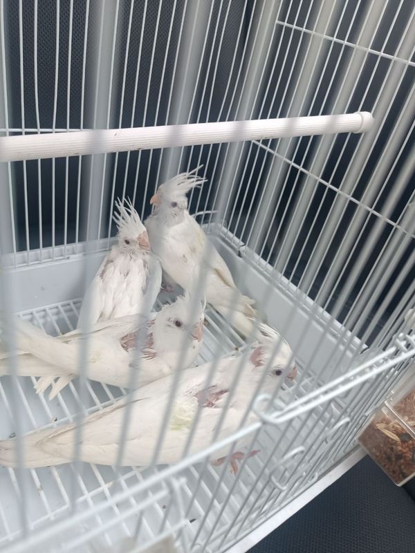 Dubayski karello jujasi ruchnoyga sotiladi Dubayski karello jujasi ruchnoyga sotiladi