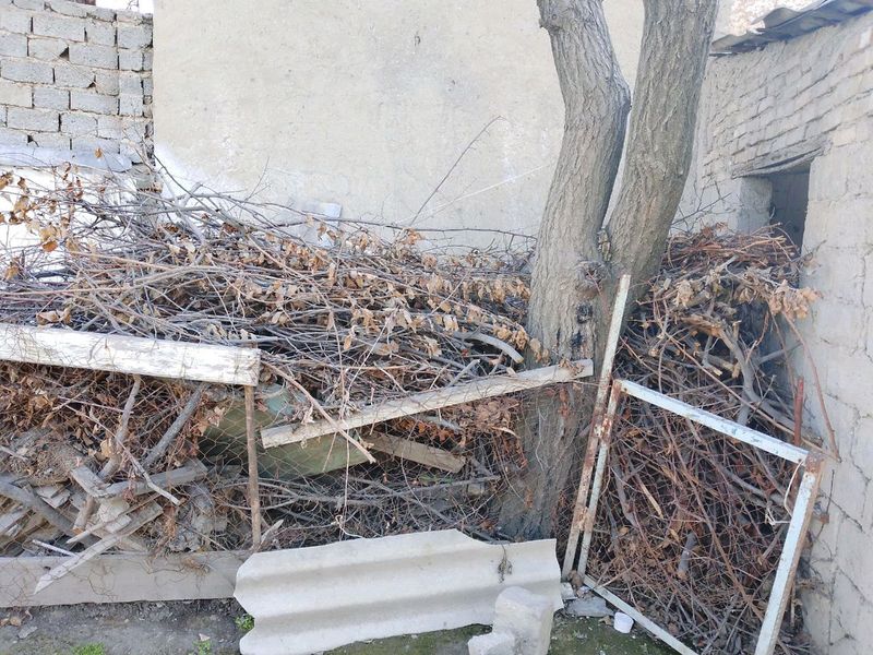 O'tinlar bor kesilmagan daraxtham beriladi 1,5mln O'tinlar bor kesilmagan daraxtham beriladi 1,5mln